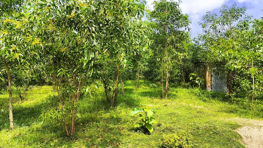 Image of ARR